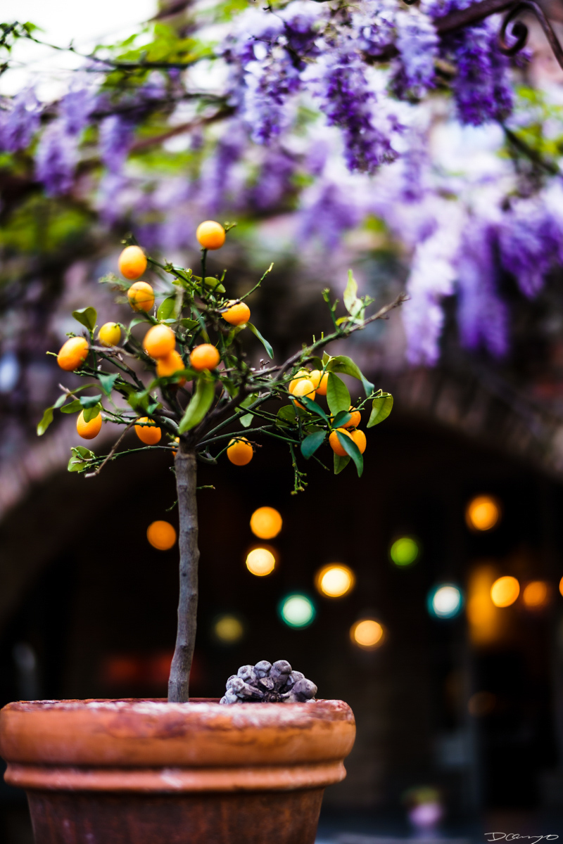 Photos from Rome, Venice, Florence, Tuscany, Manarola, Vernazza, Riomaggiore, Verona, Trento, and the Italian Alps in Spring of 2022.
